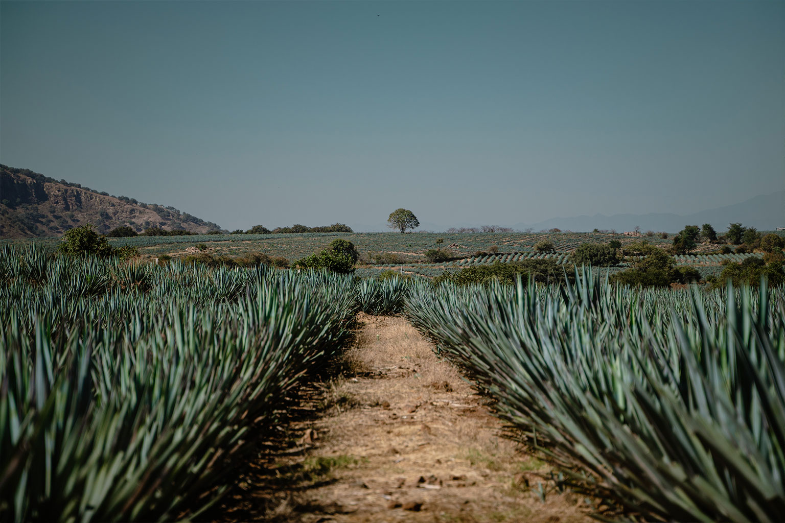 cdmx-ruta-tequila2