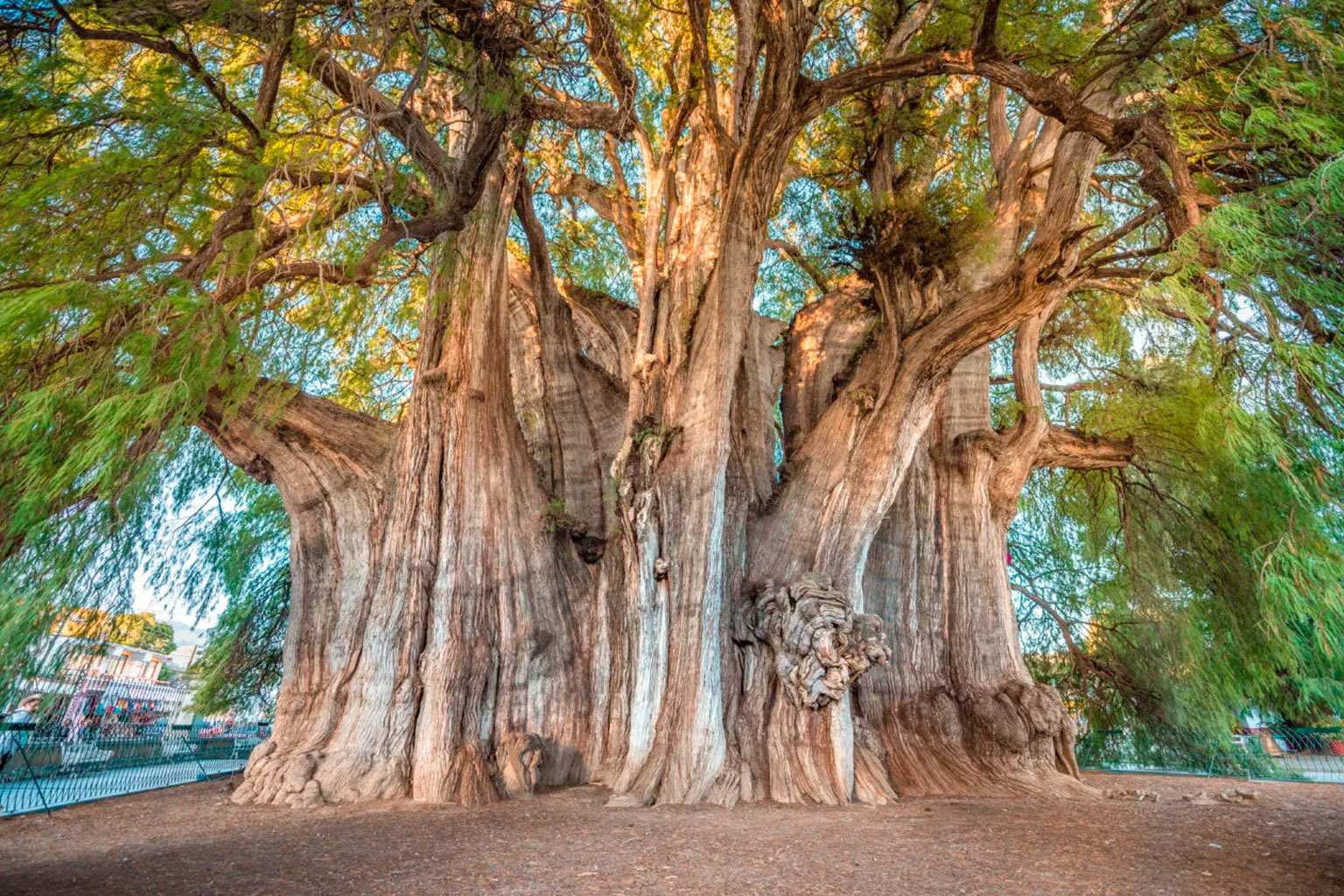 oaxaca-arbol-tule