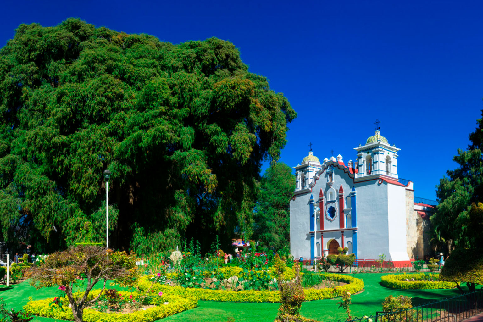 oaxaca-arbol-tule1
