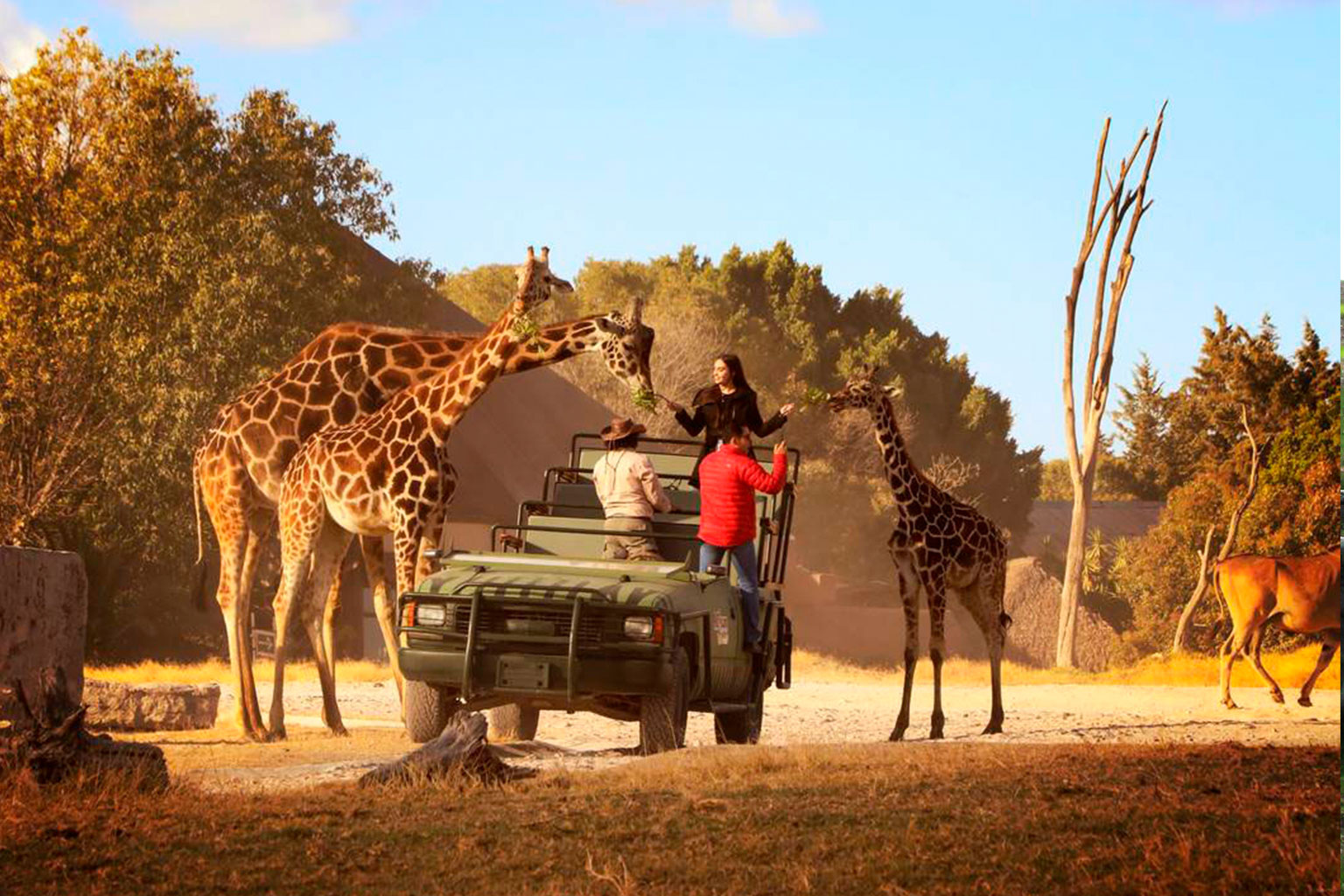 puebla-aventura-safari