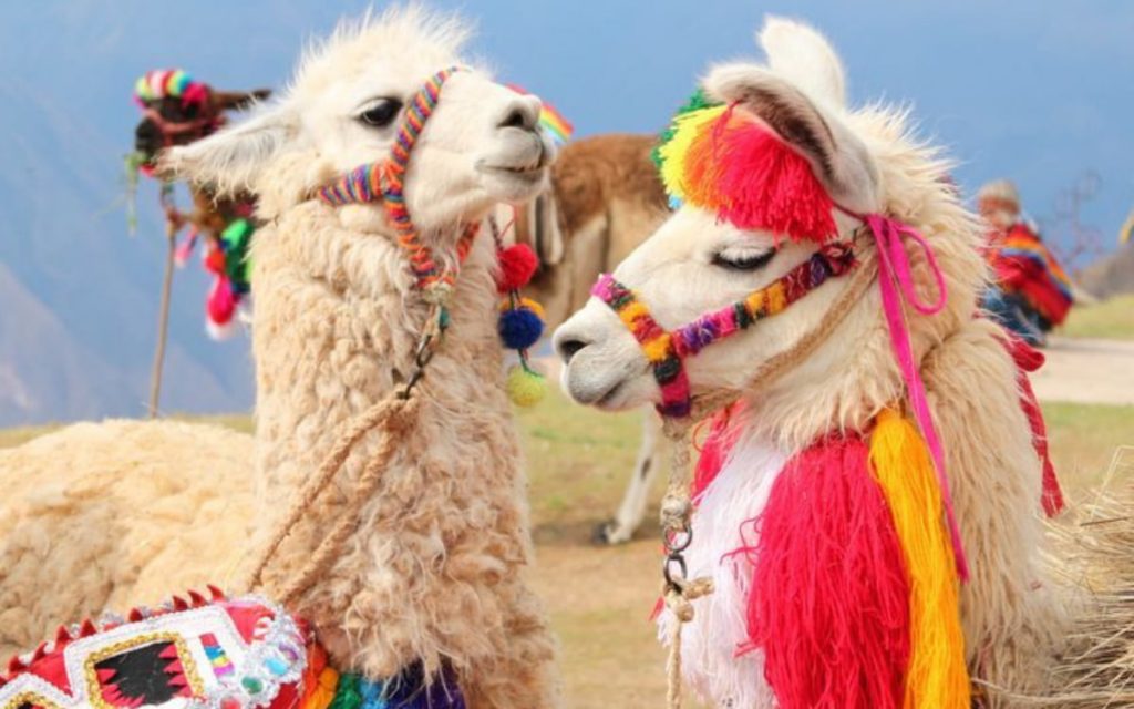 Llama-cusco-1024x640