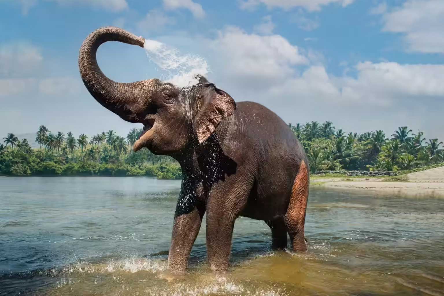 india-periyar-park