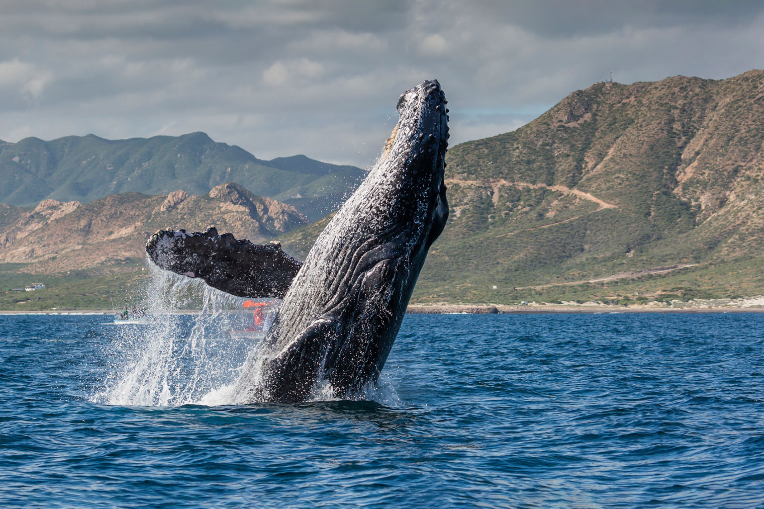 bcs-ballenas