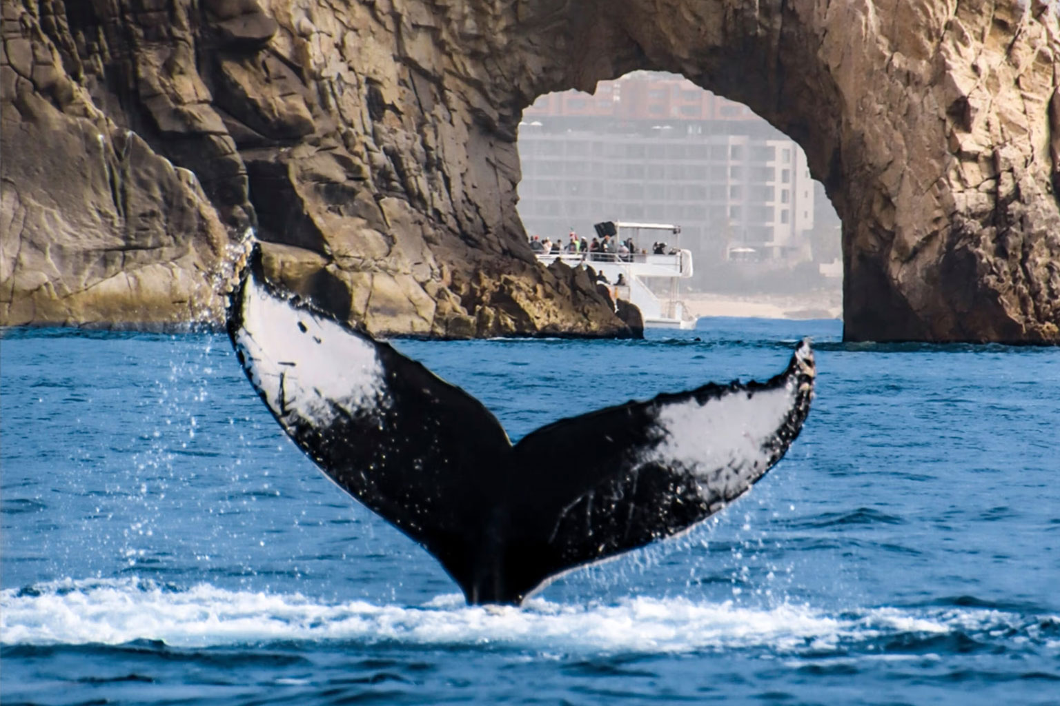 bcs-ballenas2