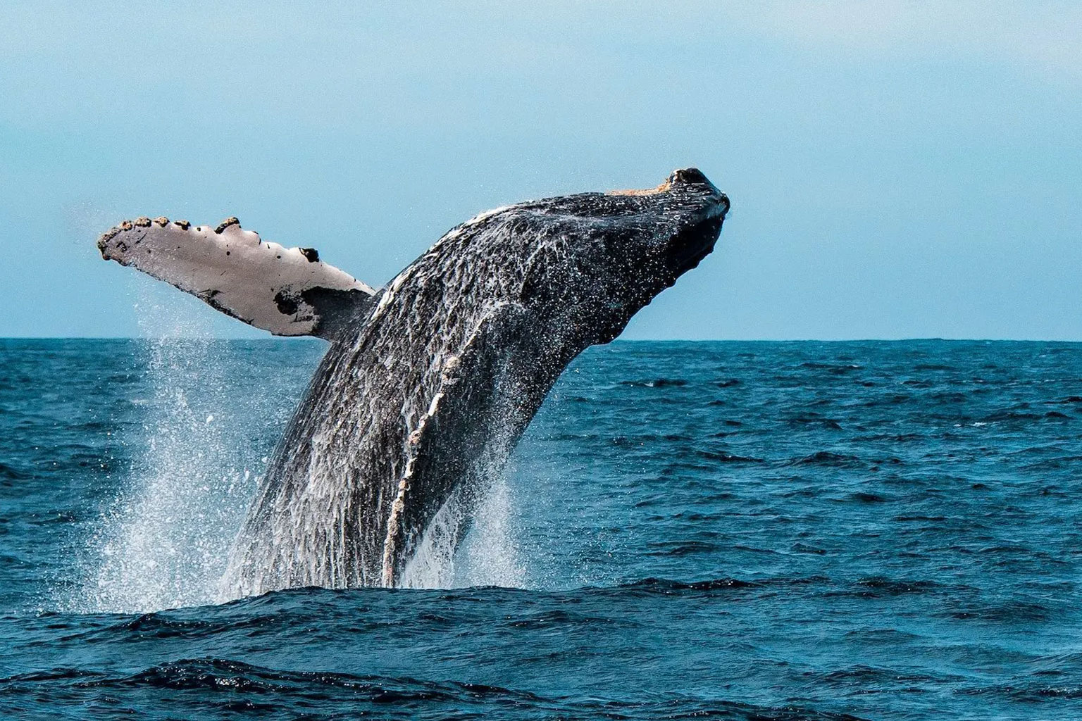 bcs-ballenas3