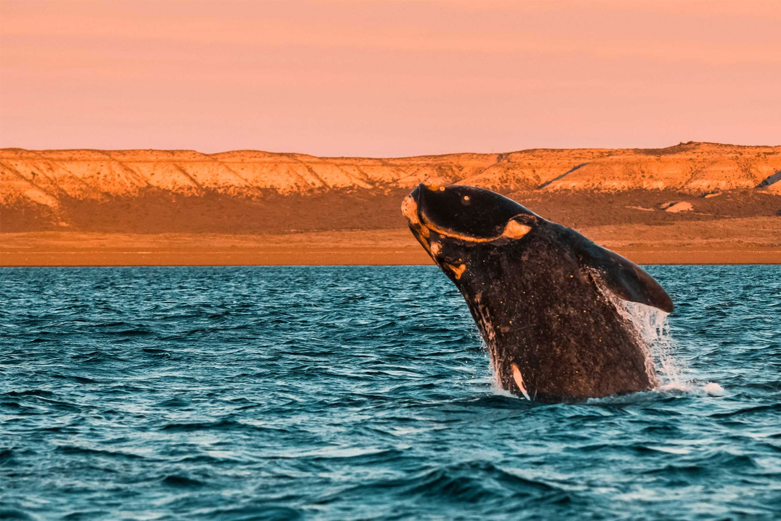 argentina-puerto-madryn