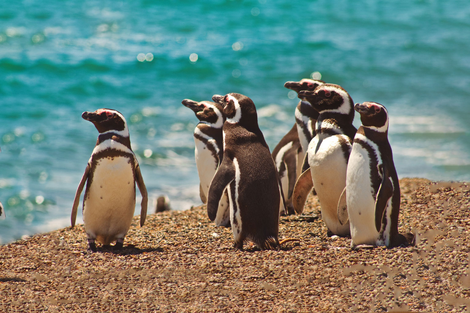argentina-puerto-madryn1