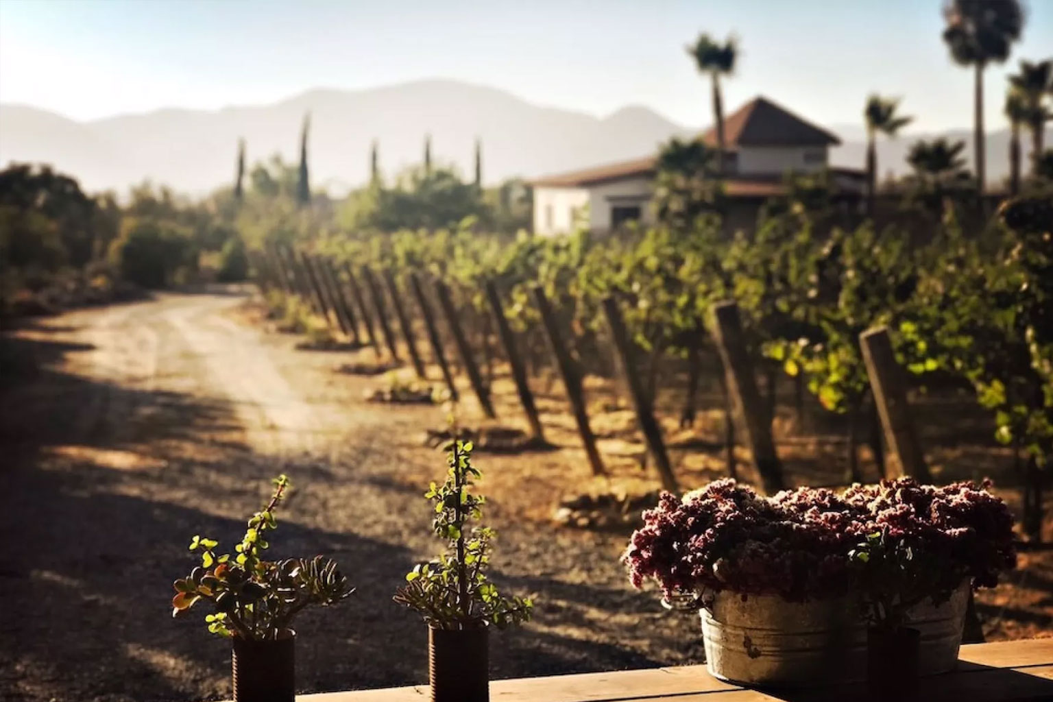 valle-de-guadalupe3