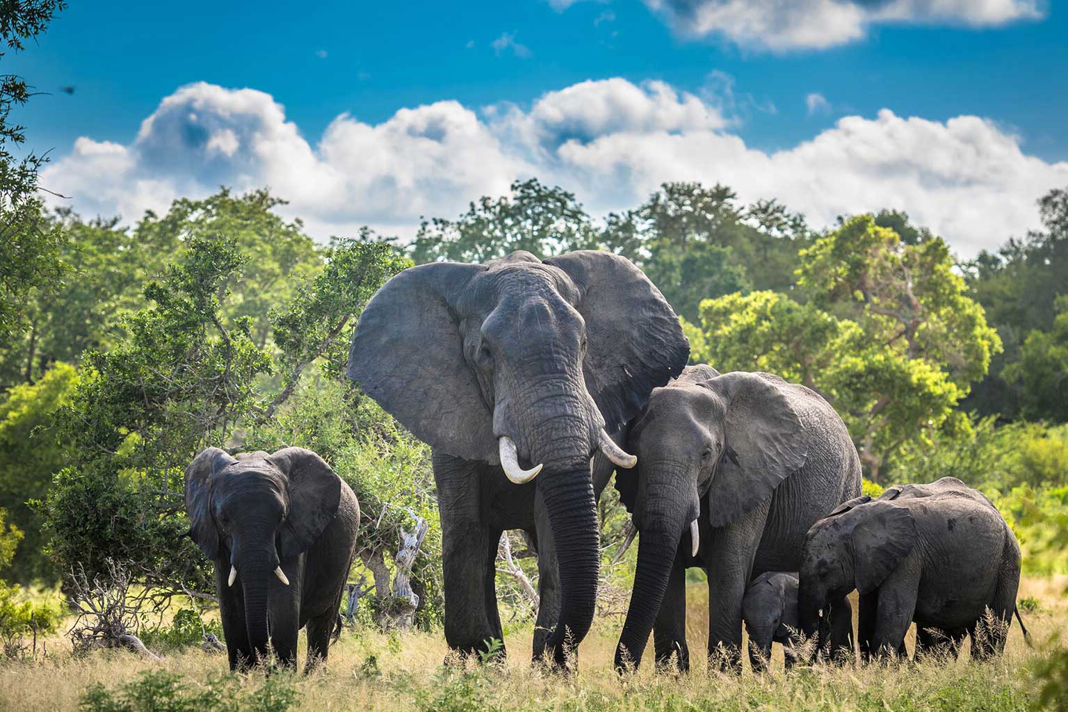 africa-johannesburgo-parque-kruger1