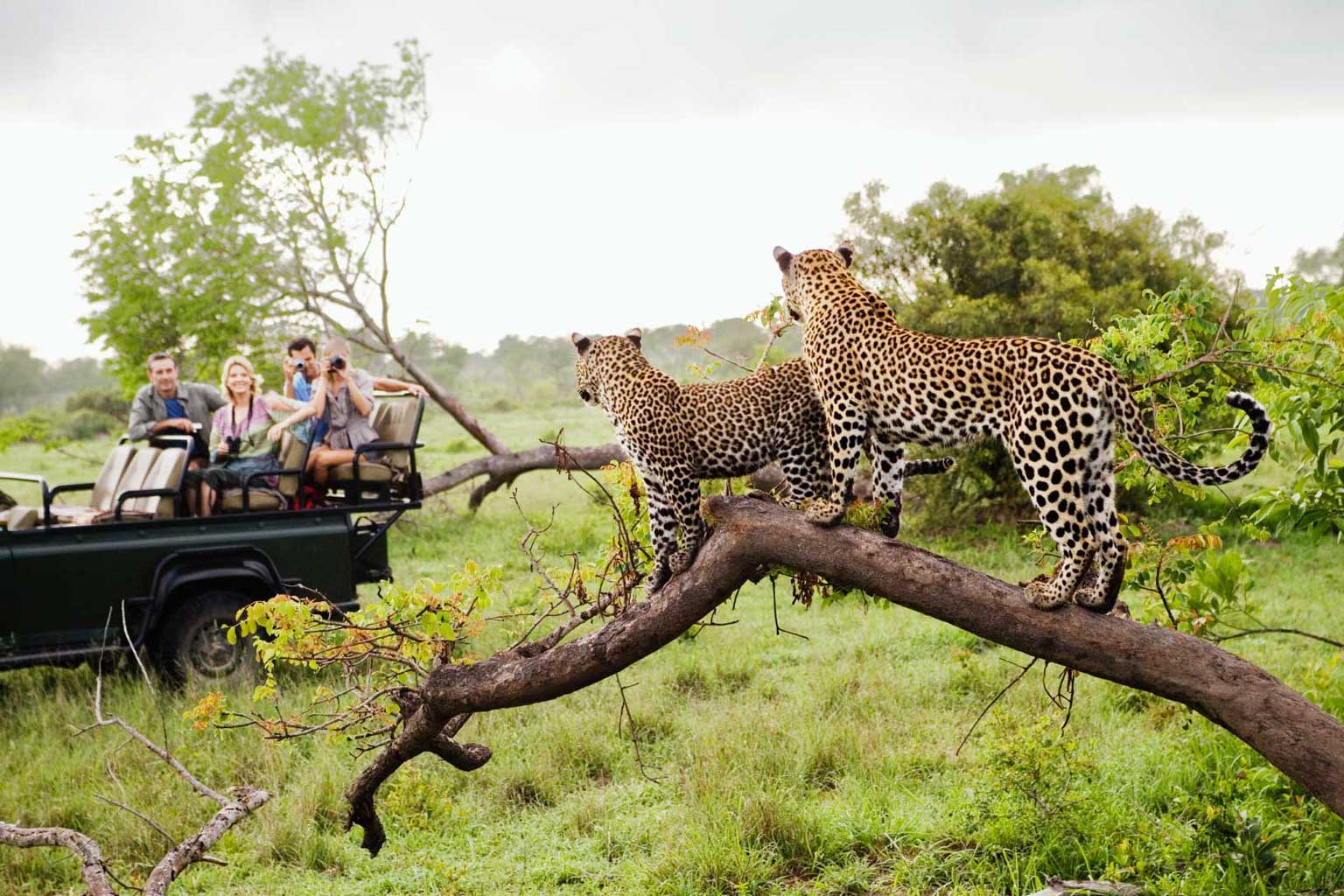 africa-johannesburgo-parque-kruger3