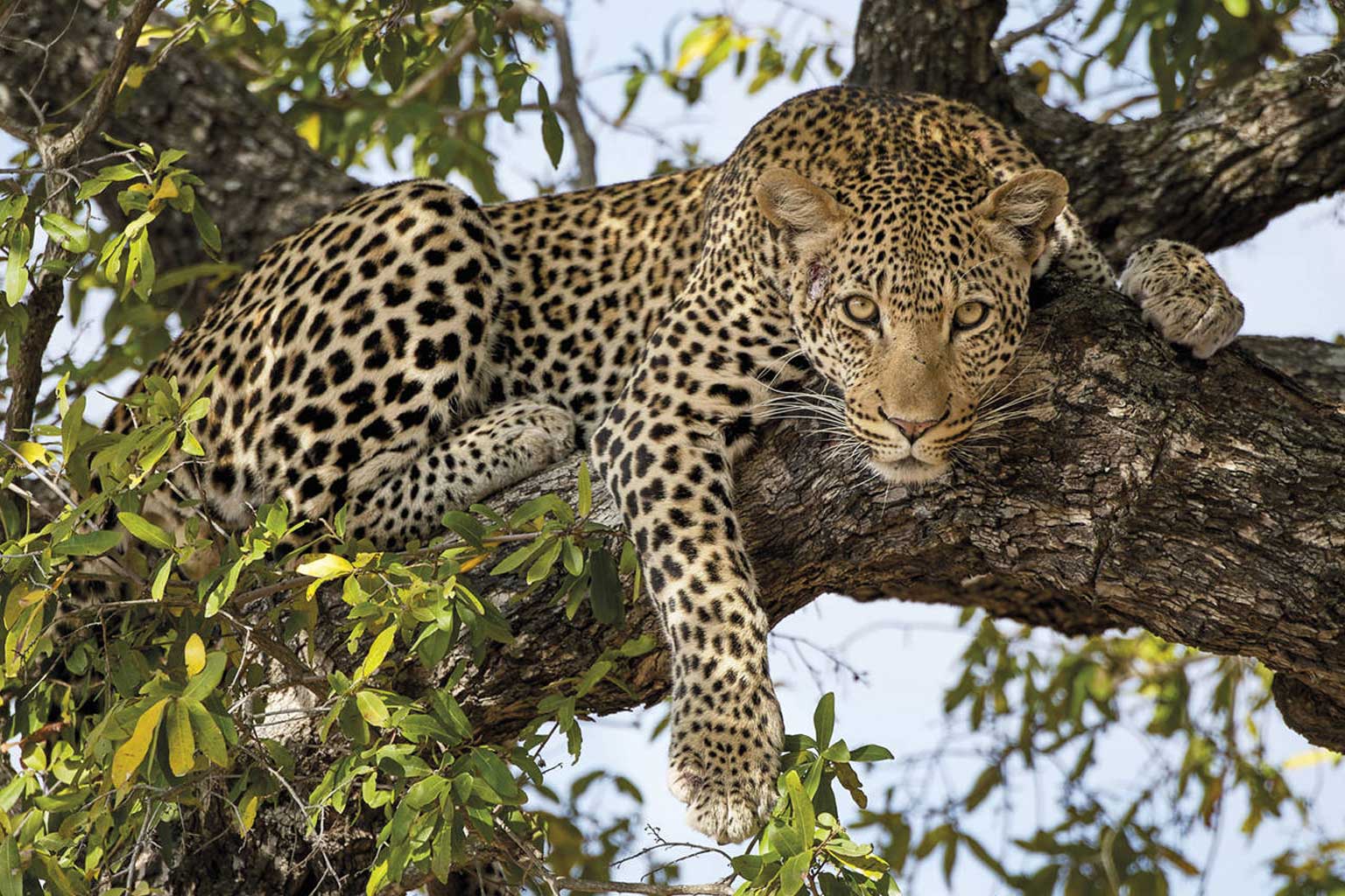 africa-johannesburgo-parque-kruger4