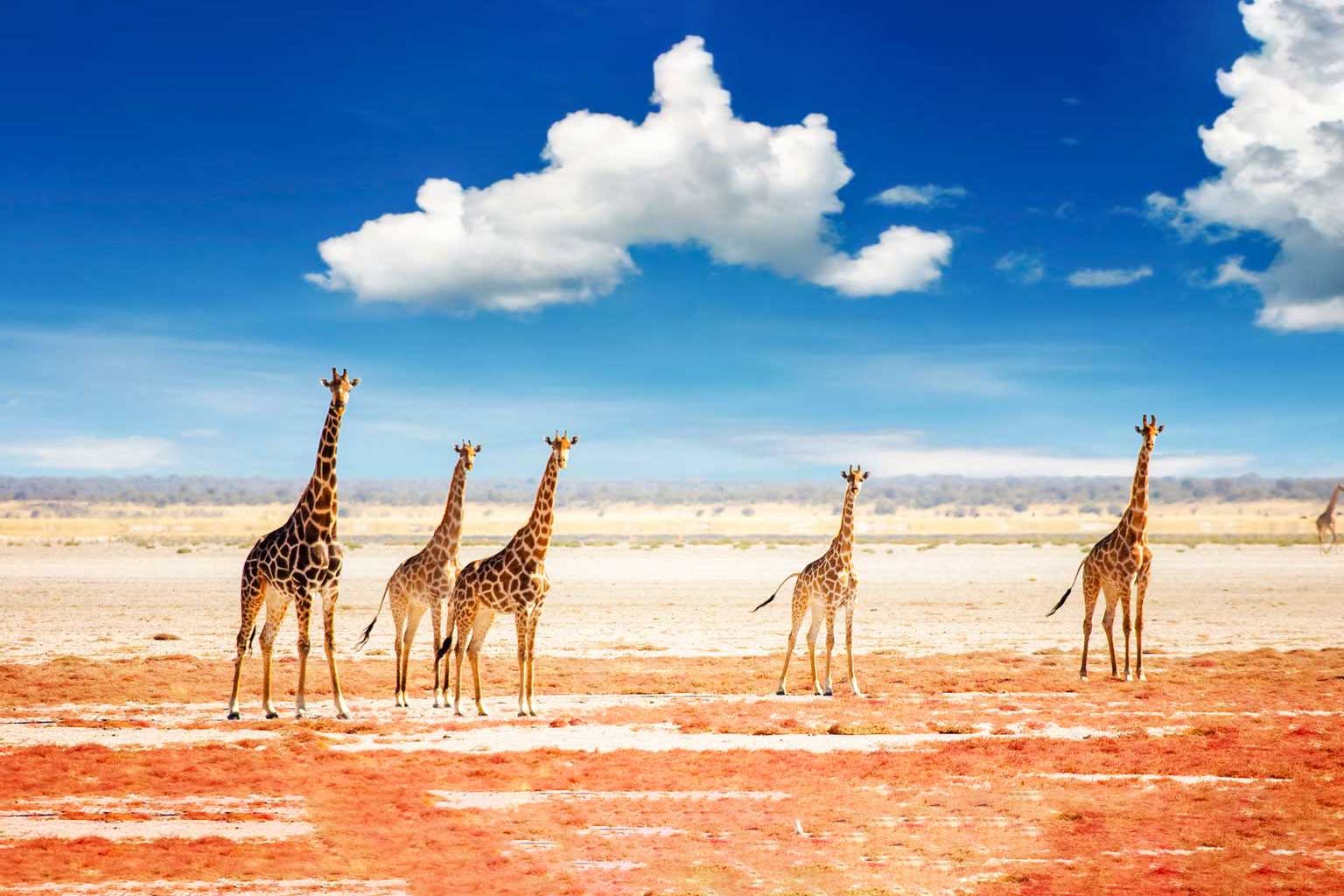 africa-nambia-etosha