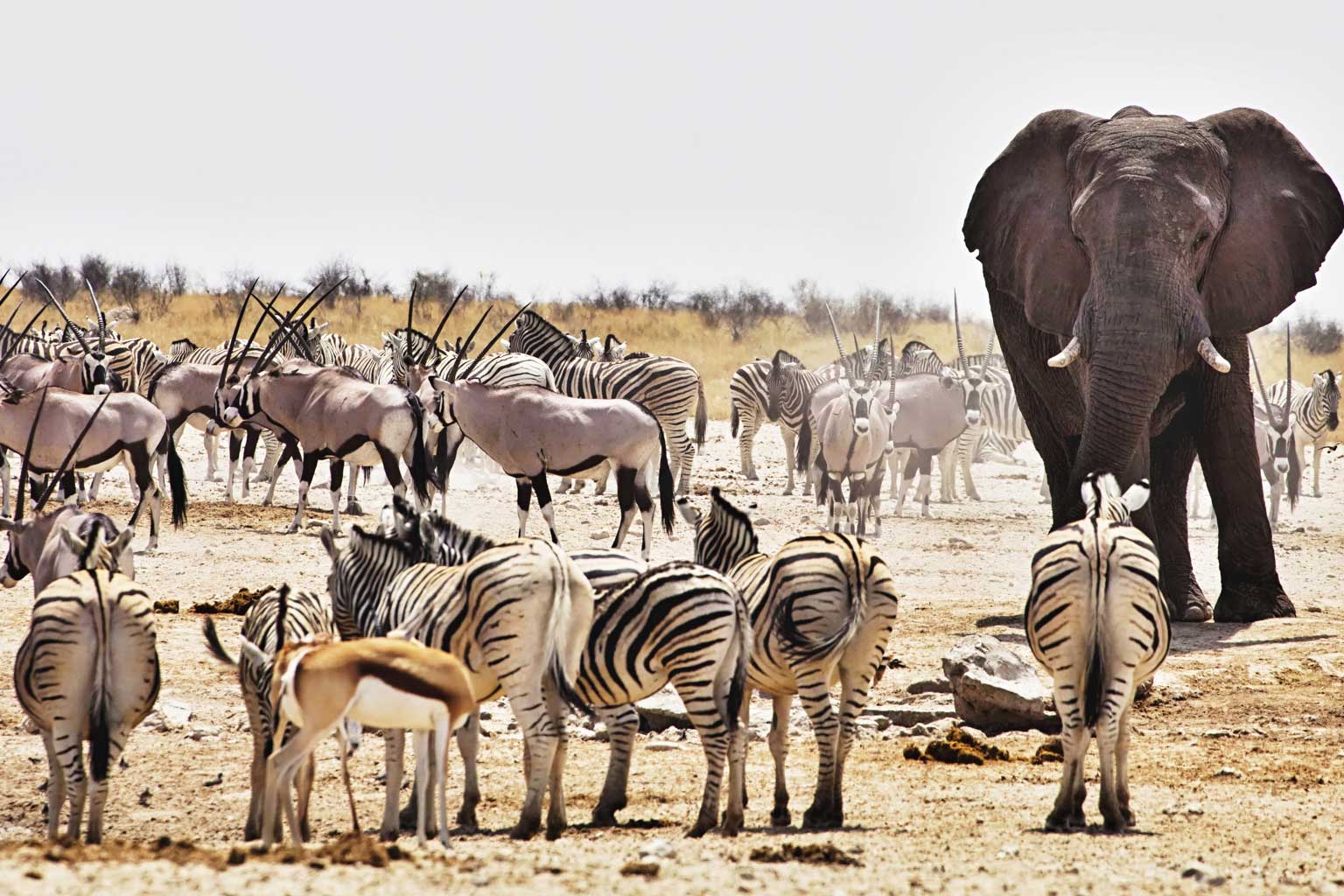 africa-nambia-etosha2