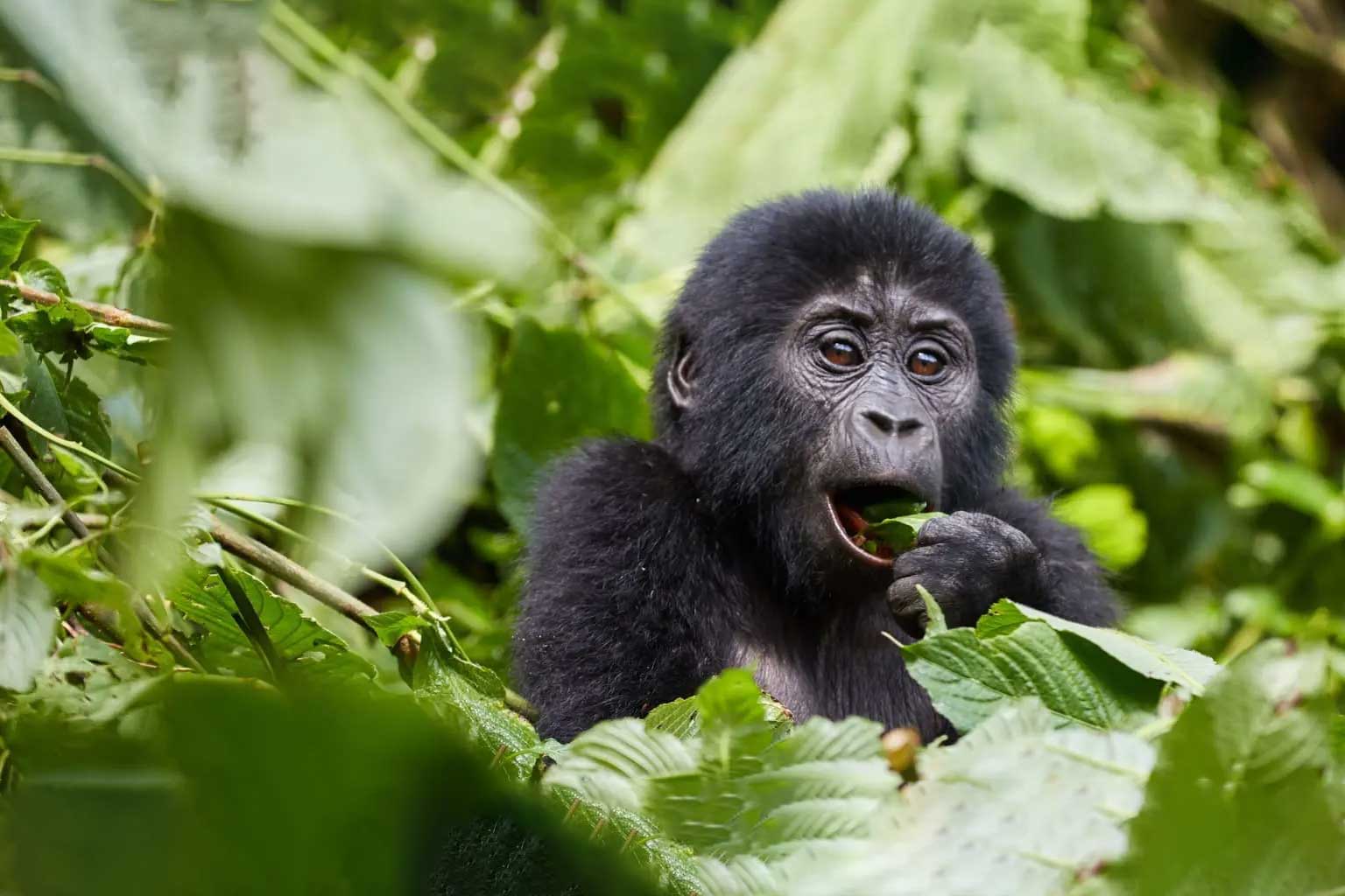 africa-uganda-bwindi1
