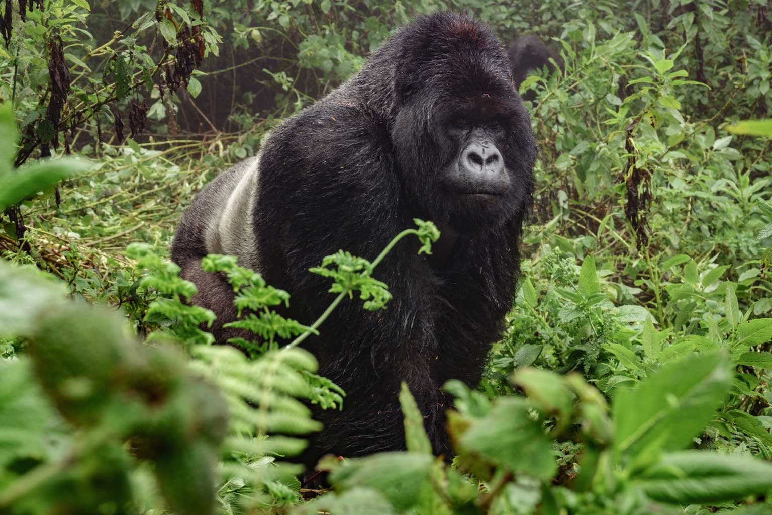 africa-uganda-gorila-montana