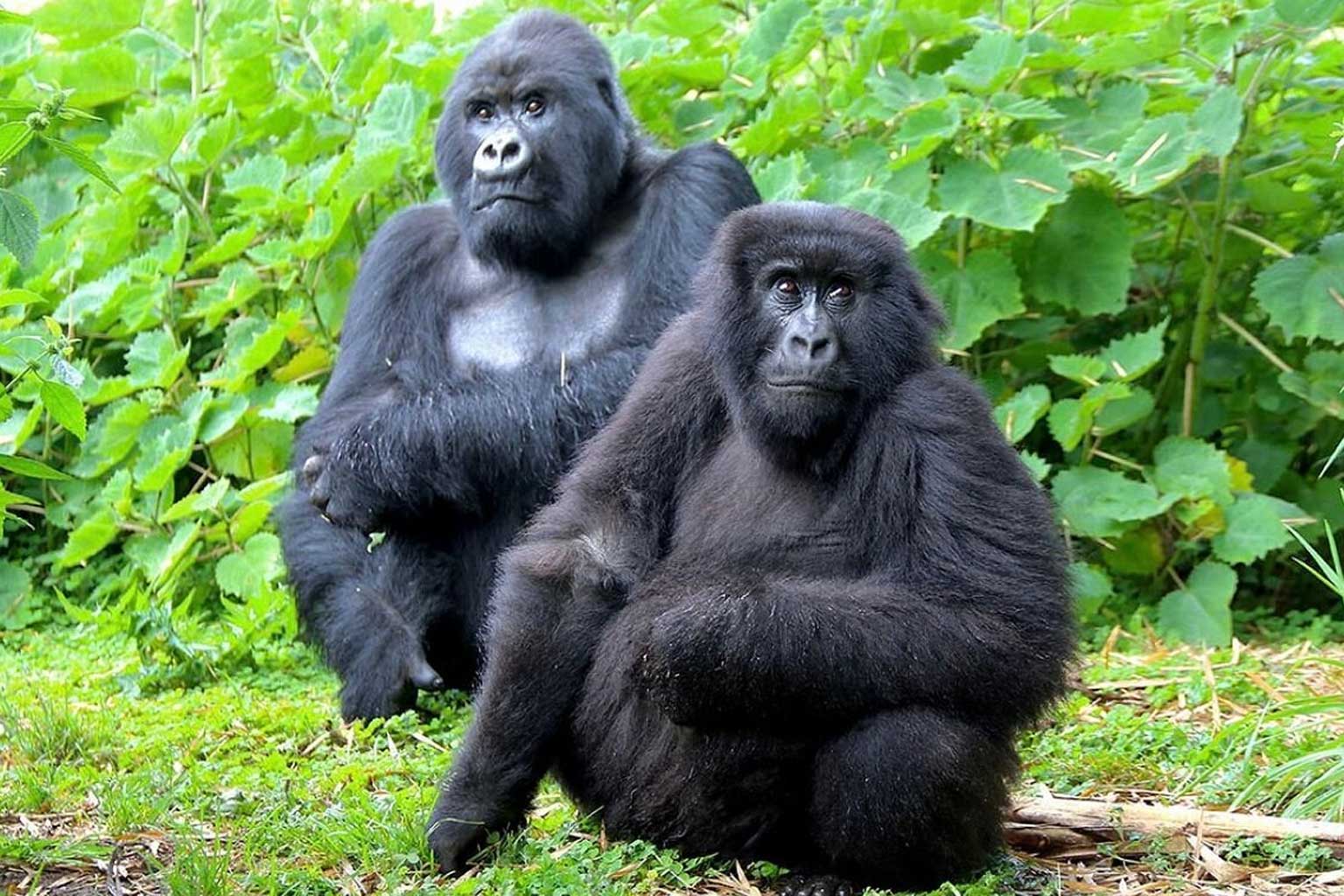 africa-uganda-parque-kibale