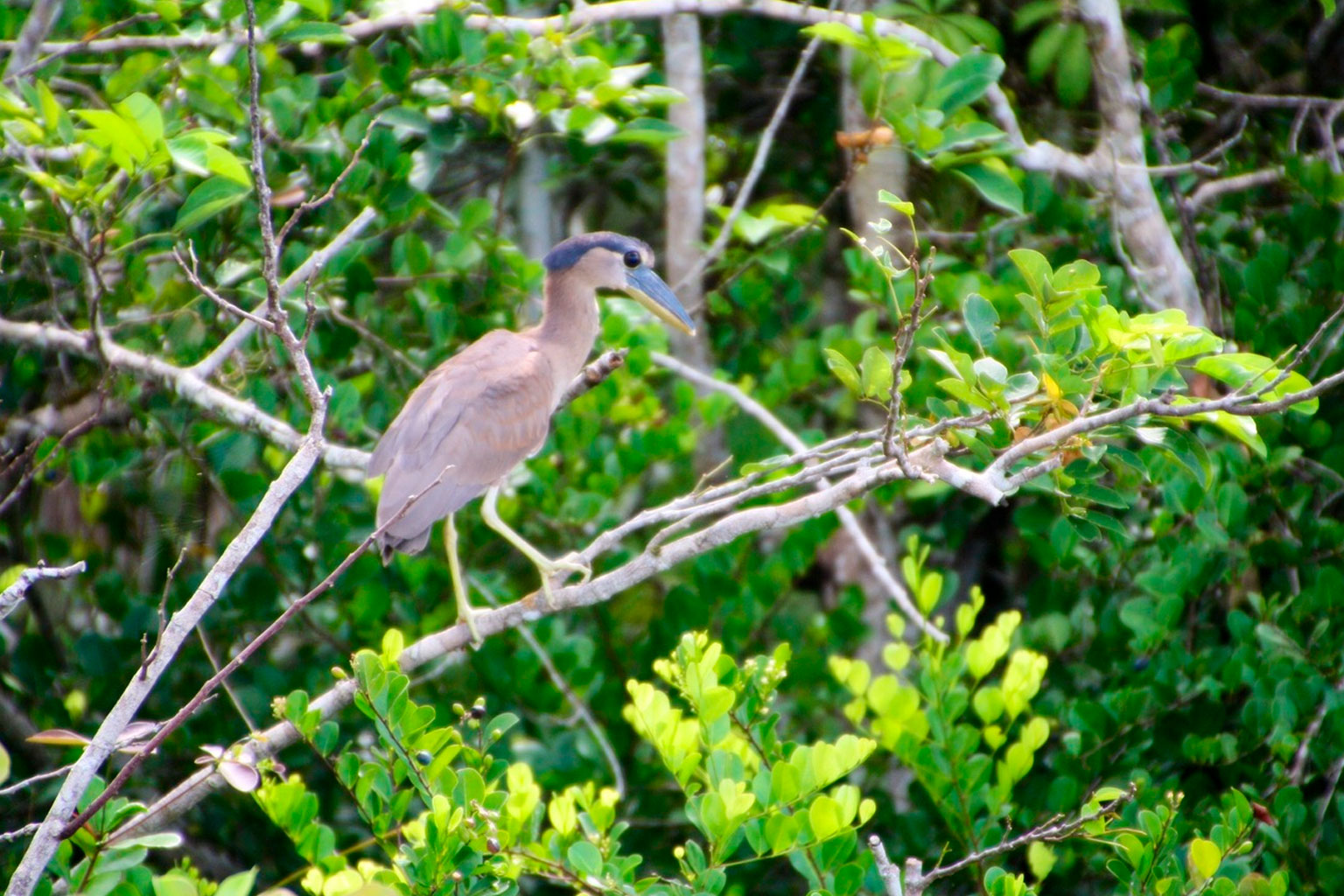 belice-crooked-tree