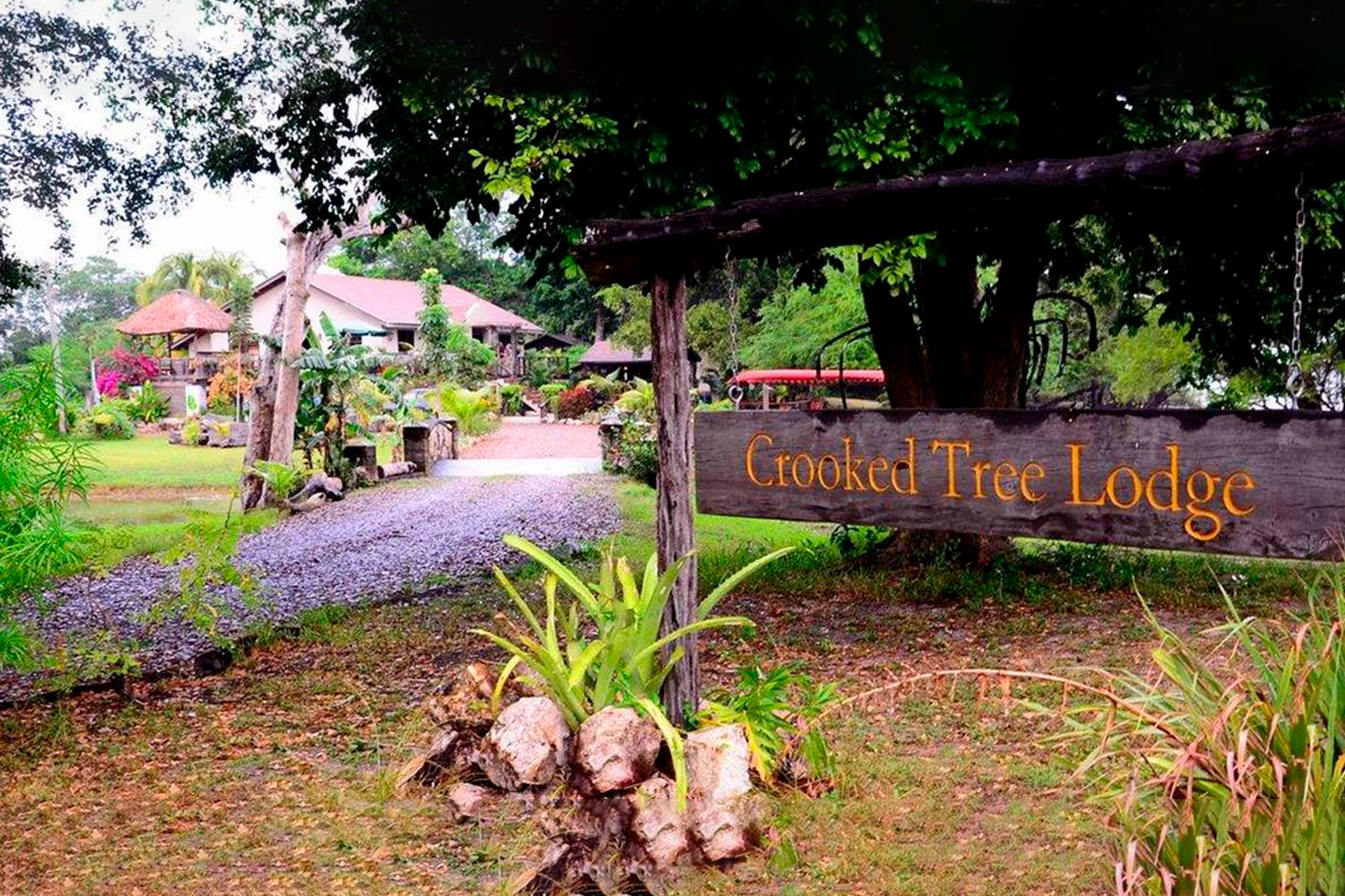 belice-crooked-tree1