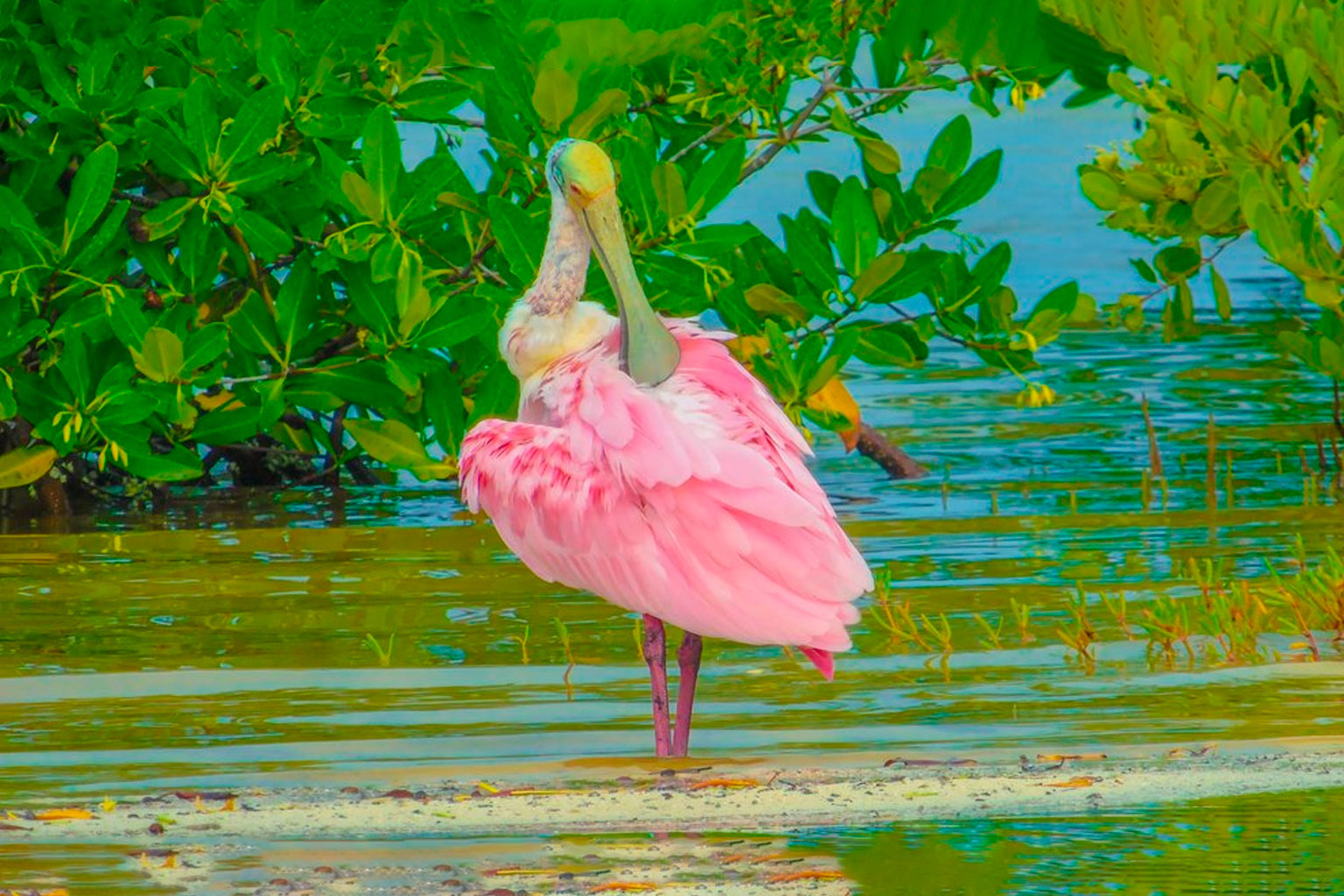 belice-crooked-tree2