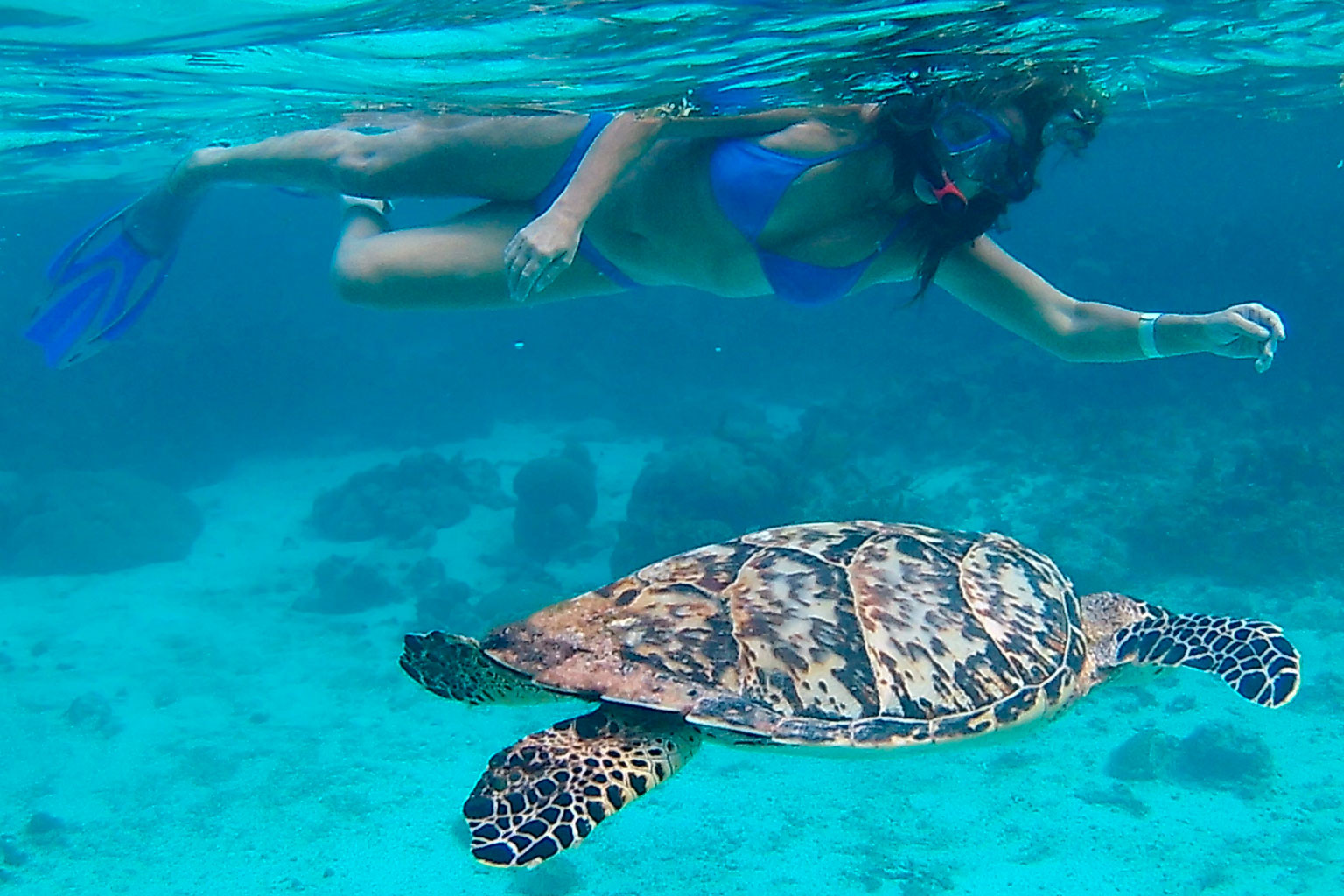 belice-holchan