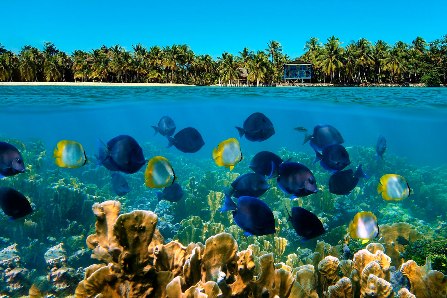 belice-holchan2
