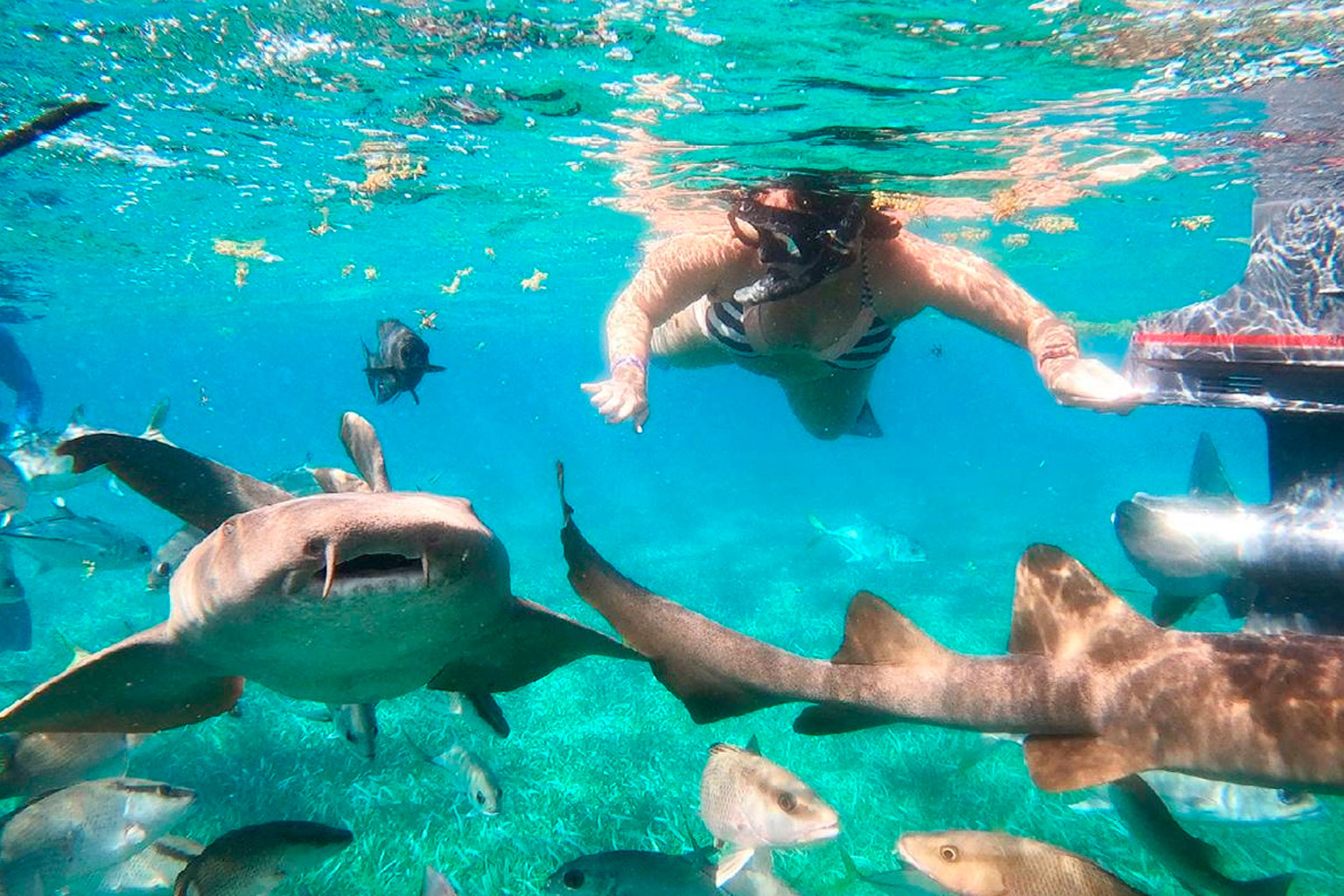 belice-tiburones-raya