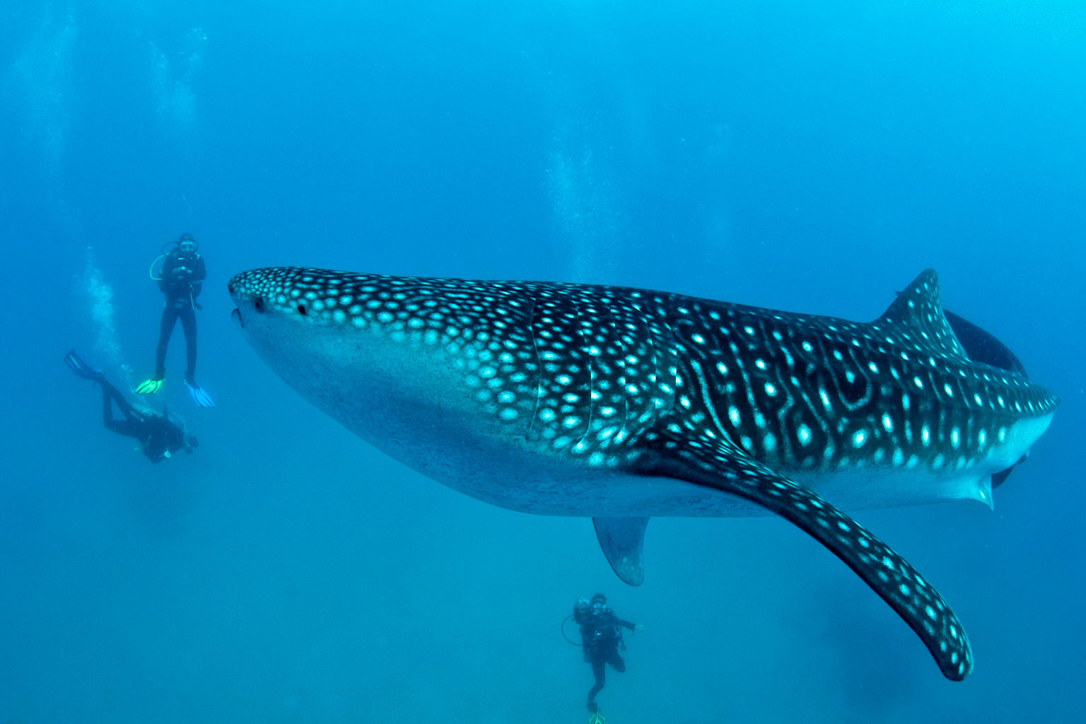 belice-tiburones-raya1