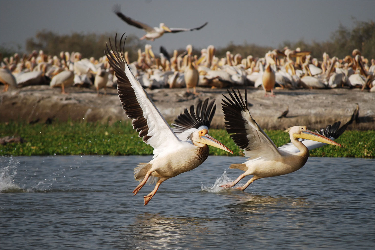 senegal-parque-djoudj