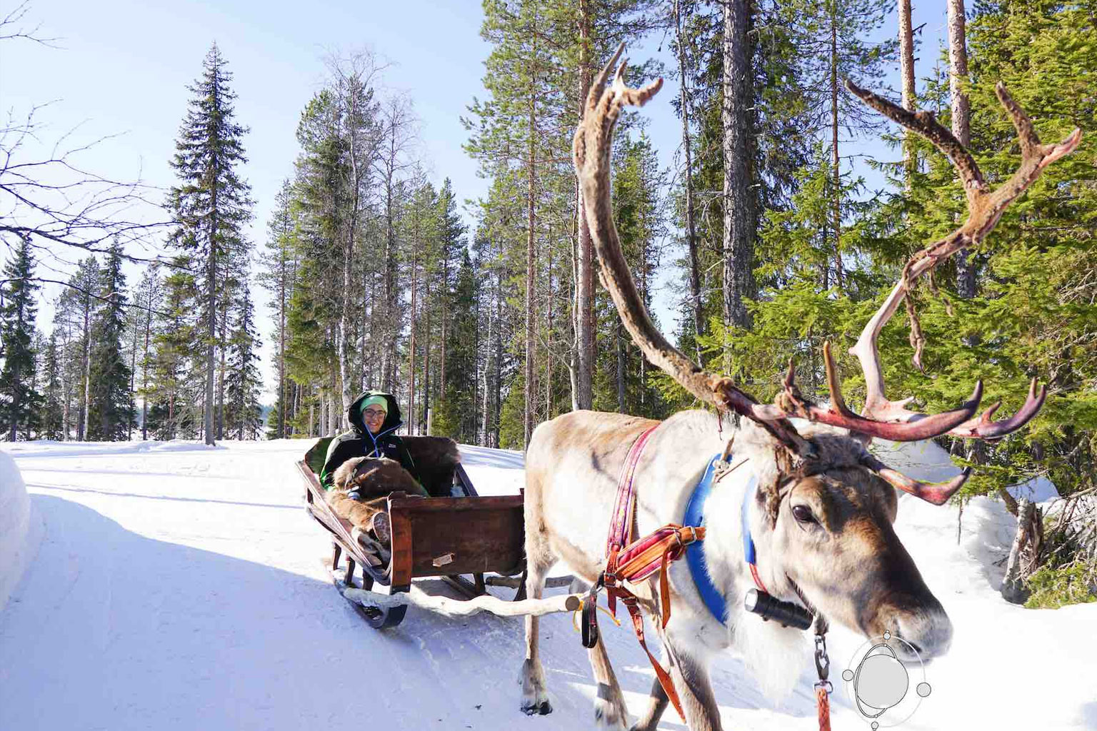 finlandia-laponia-renos