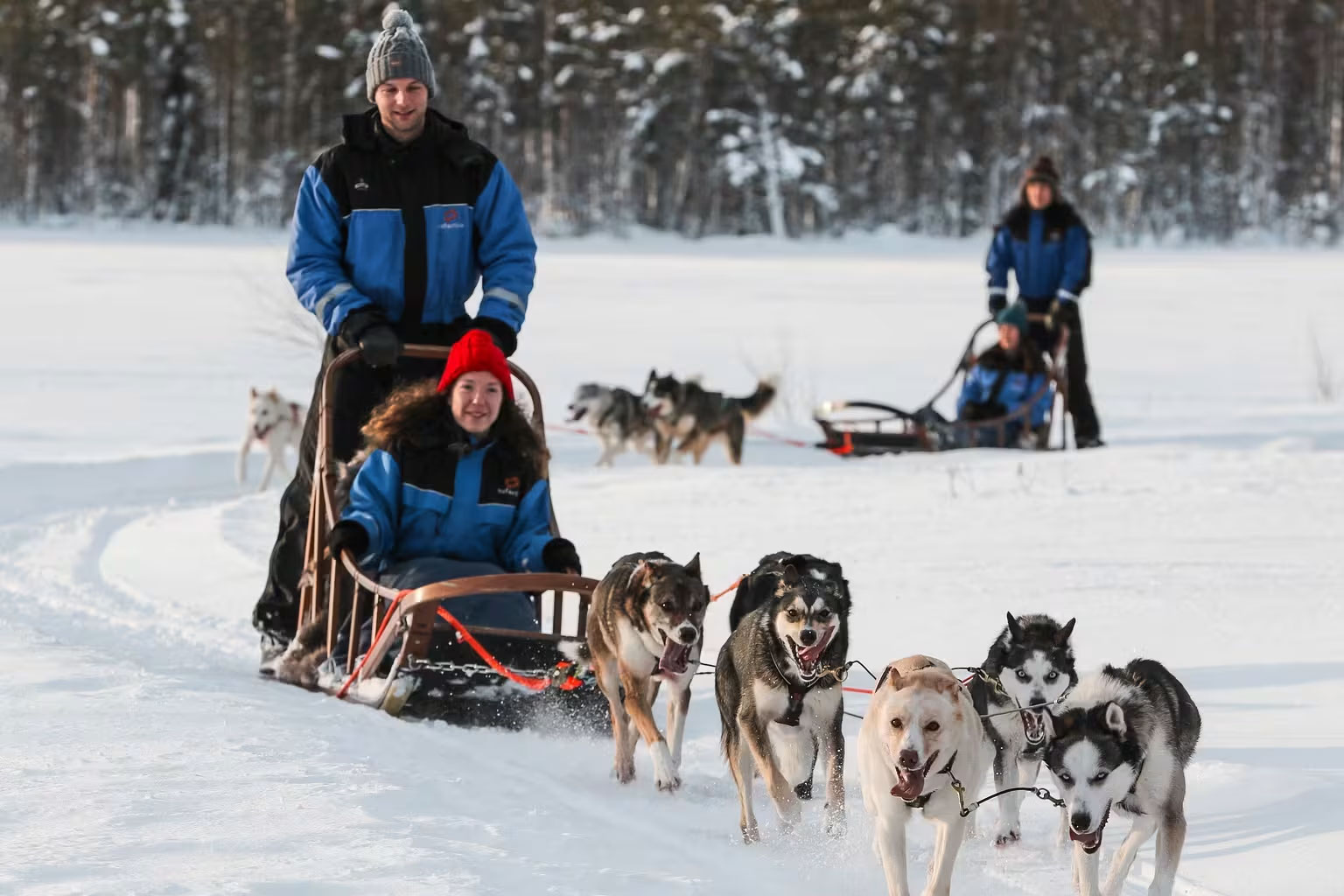 finlandia-laponia-safari-perros