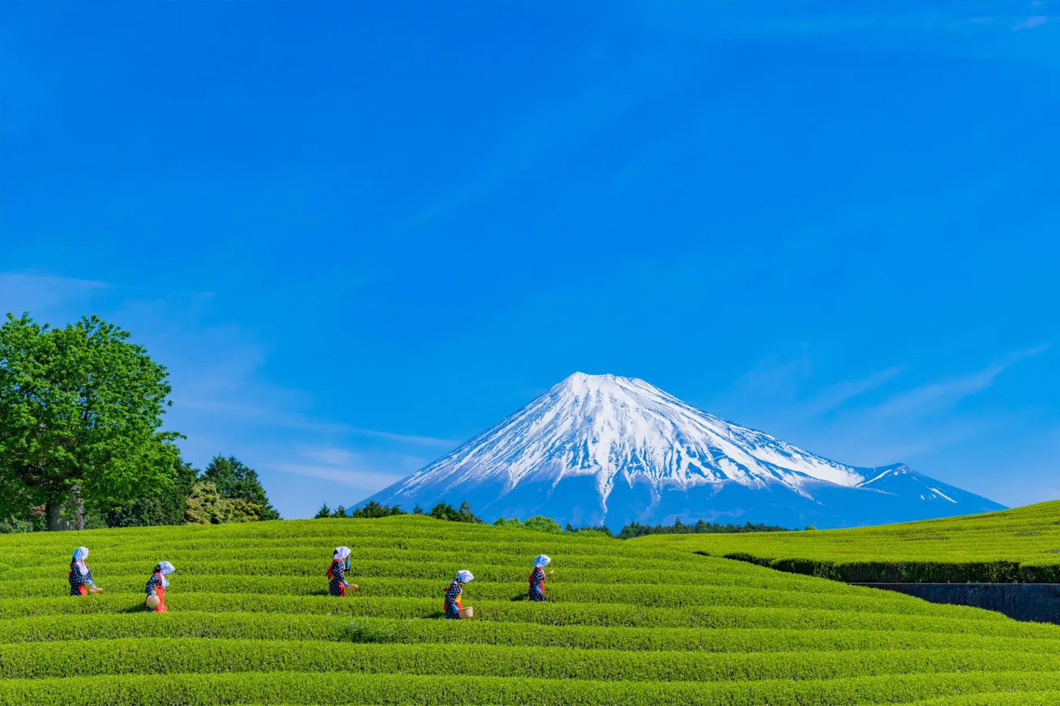japon-shizuoka