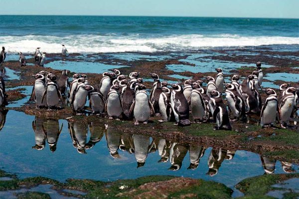 Puerto Madryn 3