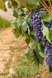 Tour-Destacados-viñedos-mini