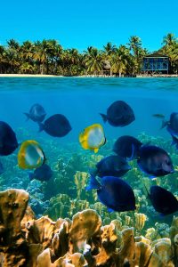 belice3