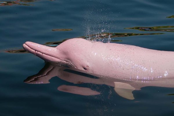 brasil-manaus-selva-delfin
