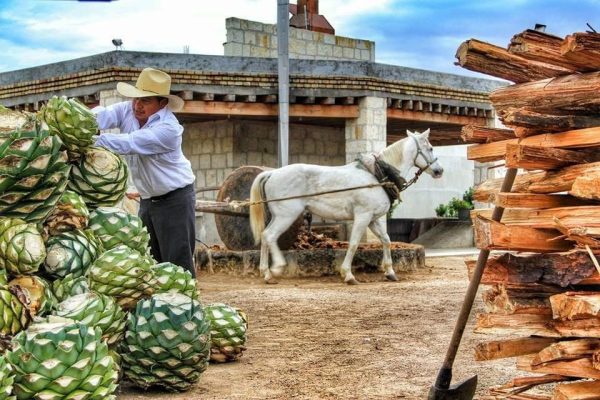 casa-mezcal-oro-de-oaxaca-8470html-whatsapp-image-2024-09-09-at-11-02-58-am-1jpeg-7541html-03c43148-4f95-42b2-b29d-cf37057ef262